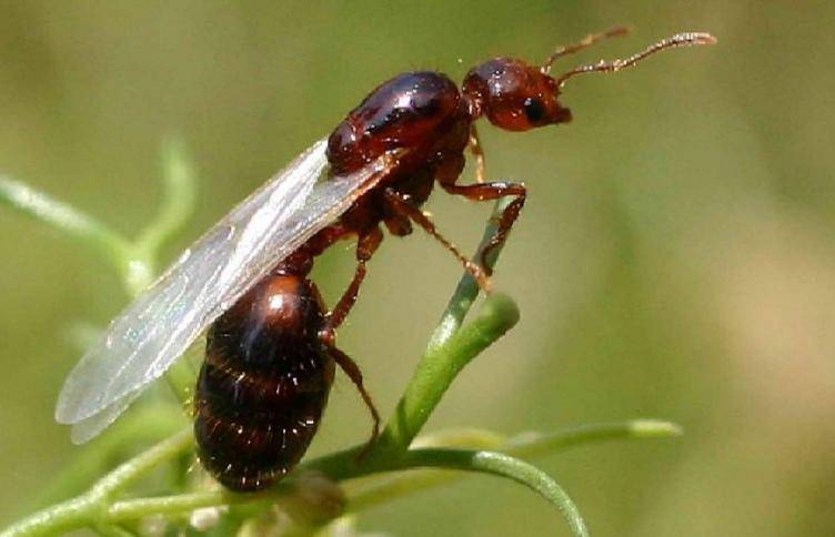 皇冠信用网平台出租
_辅警跳河救起轻生女皇冠信用网平台出租
,上岸时被红火蚁咬伤:系最危险入侵物种之一,过敏者或致休克