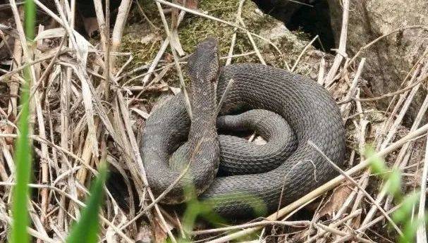 皇冠登3代理申请_内蒙古赤峰有人拍到了“鸡脖子蛇”皇冠登3代理申请，有毒！千万小心！