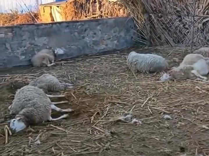 皇冠信用网登3代理_辽宁一农户17只羊一夜之间被不明生物咬死皇冠信用网登3代理，警方回应