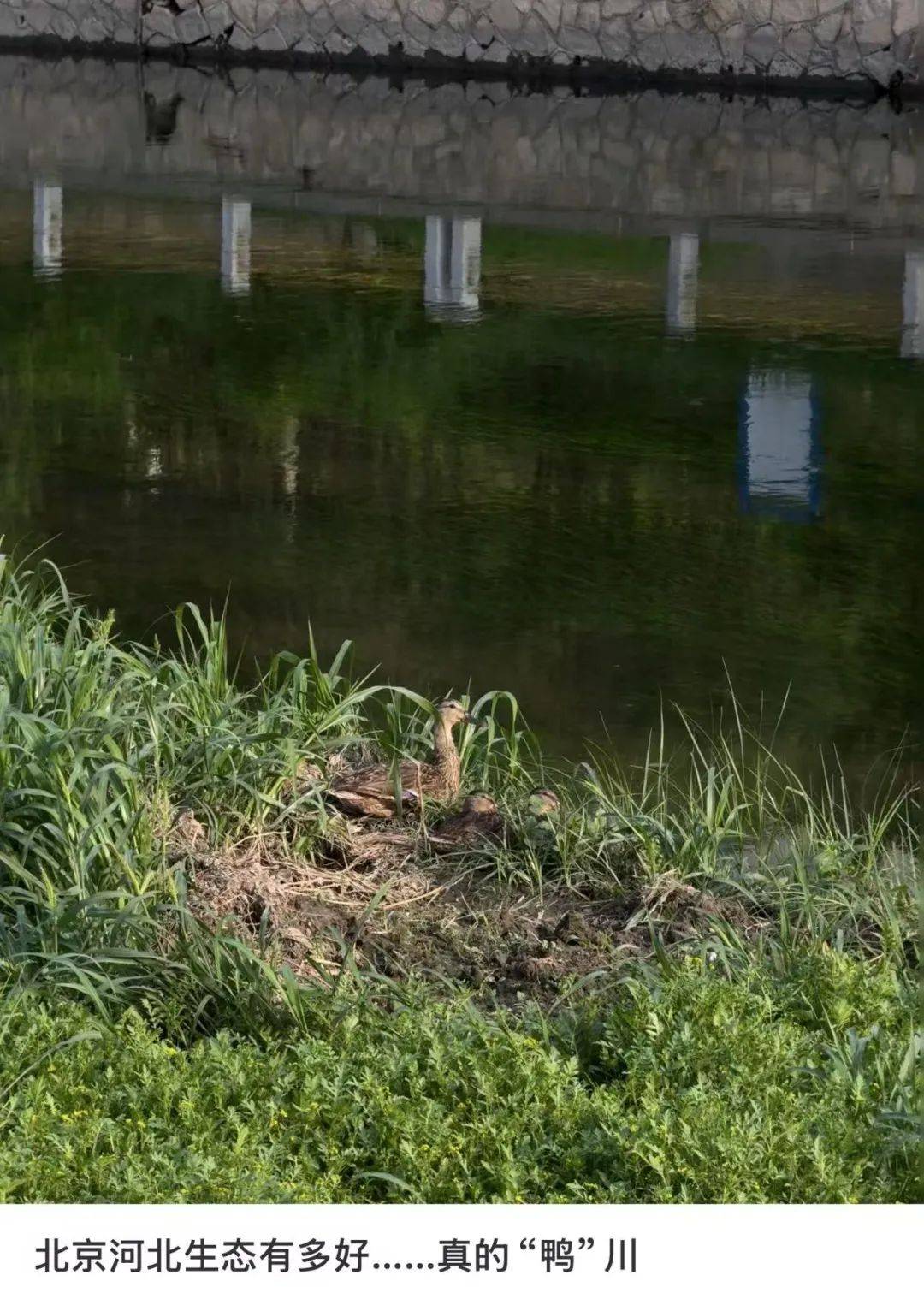 皇冠信用网代理_缺水的北京皇冠信用网代理，被北漂强行玩成了威尼斯