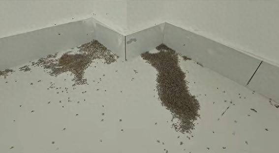 皇冠信用网登2代理_河南极端高温 蚊子都被热死皇冠信用网登2代理了