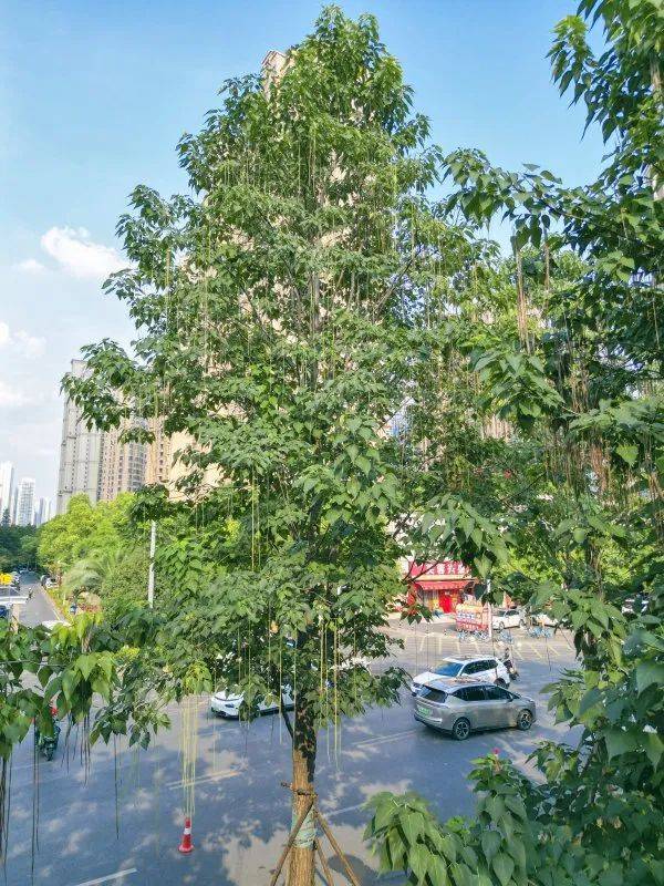 皇冠信用網在哪里开通_武汉这条路上大量出现皇冠信用網在哪里开通，长达1米！到底是啥？